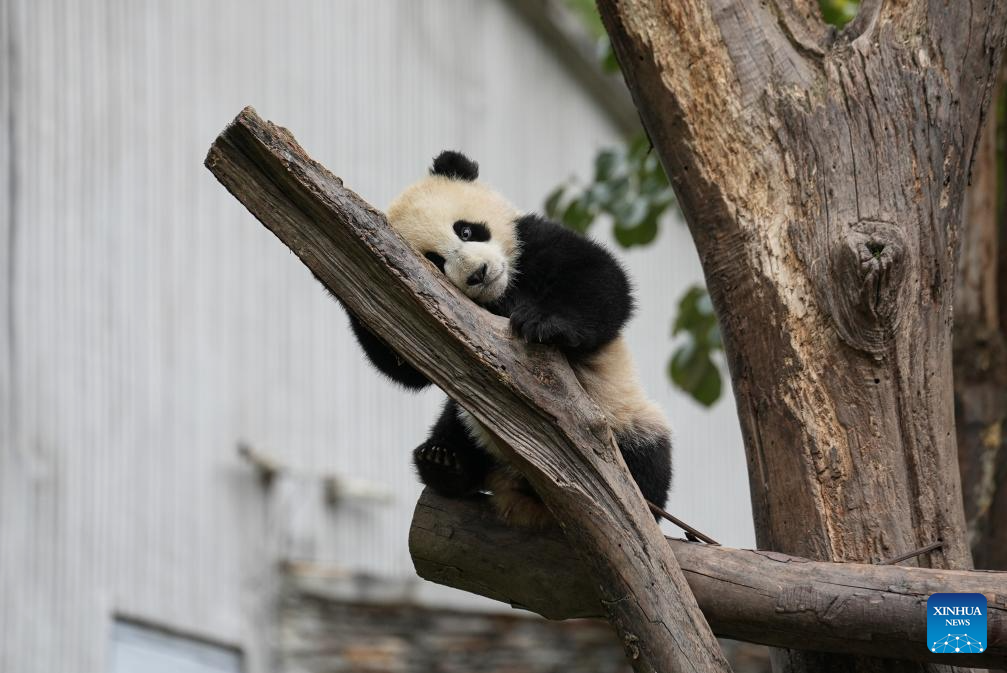 8a08c985f3252143b16fe9a817d43d86 8a08c985f3252143b16fe9a817d43d86