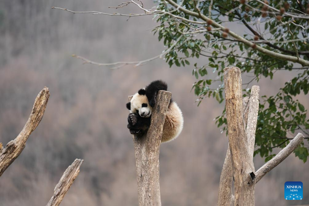 f5a1d5631fff58f347719fe4f15dcc9a f5a1d5631fff58f347719fe4f15dcc9a